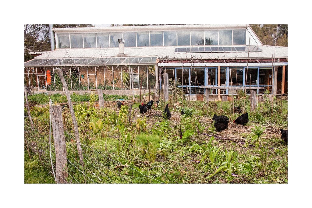 Chickens trapped in a garden by wire fencing. A house in the background has solar panels.